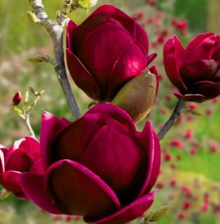 Magnolija 'Genie'
